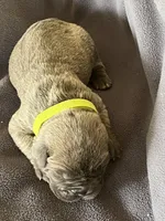 Yellow, a female Cane Corso for sale in Hillsborough, NC – Photo 2 of 3