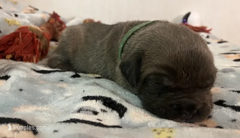Green  – Cane Corso puppy for sale in Hillsborough, NC