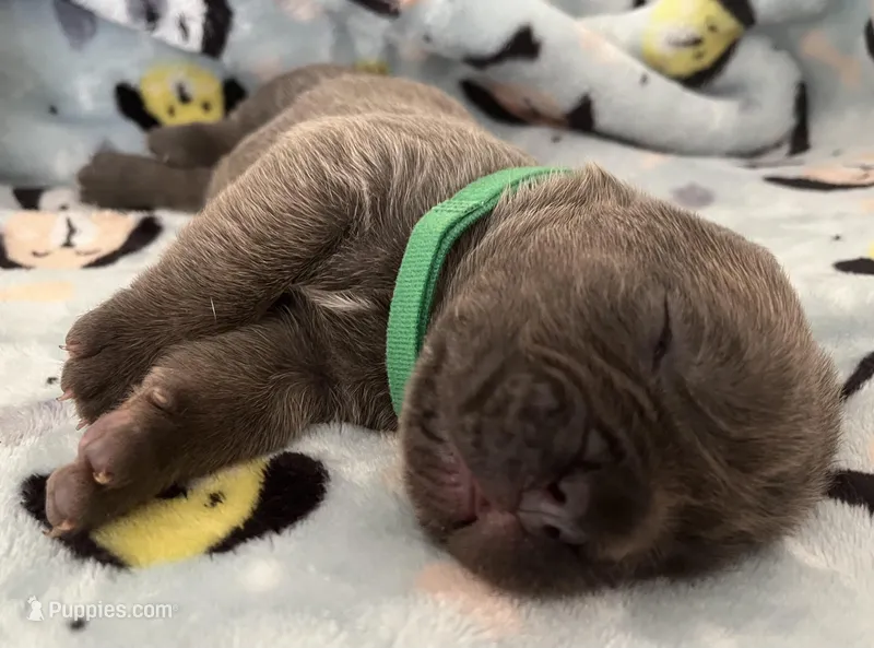 Green  – Cane Corso puppy for sale in Hillsborough, NC