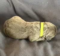 Yellow, a female Cane Corso for sale in Hillsborough, NC – Photo 3 of 3