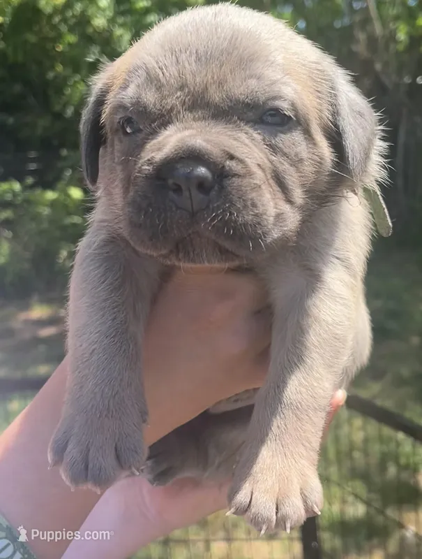 Green  – Cane Corso puppy for sale in Hillsborough, NC