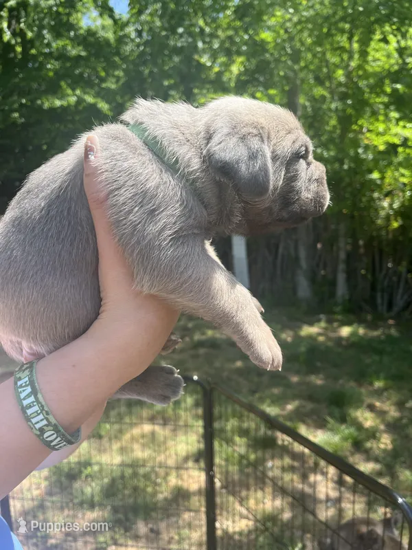 Green  – Cane Corso puppy for sale in Hillsborough, NC