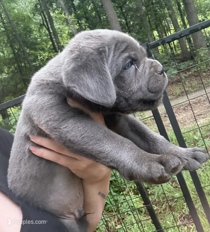 Ossa – Cane Corso puppy for sale in Hillsborough, NC