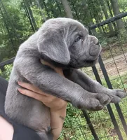 Ossa, a male Cane Corso for sale in Hillsborough, NC – 1 of 2