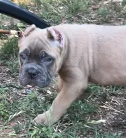 Mr Black , a male Cane Corso for sale in Hillsborough, NC – 7 of 10