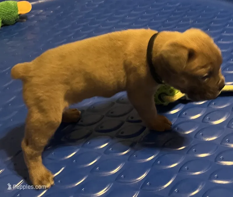 Black  – Cane Corso puppy for sale in Hillsborough, NC