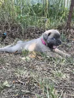 Hot pink, a female Cane Corso for sale in Hillsborough, NC – 8 of 8