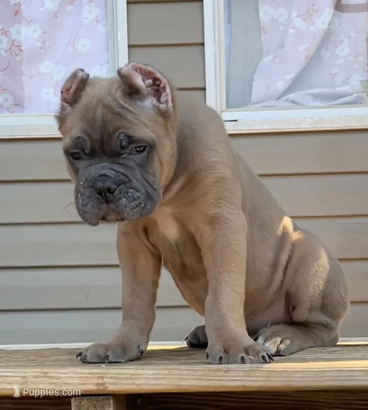 Mr Black  – Cane Corso puppy for sale in Hillsborough, NC