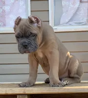 Mr Black , a male Cane Corso for sale in Hillsborough, NC – 1 of 10