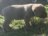 Blue , a male Cane Corso for sale in Hillsborough, NC – 3 of 4