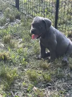 Oso , a male Cane Corso for sale in Hillsborough, NC – 2 of 3