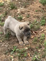 Hot pink, a female Cane Corso for sale in Hillsborough, NC – 2 of 8