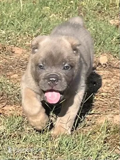 Hot pink – Cane Corso puppy for sale in Hillsborough, NC
