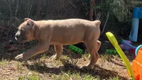 Mr Black , a male Cane Corso for sale in Hillsborough, NC – 4 of 10