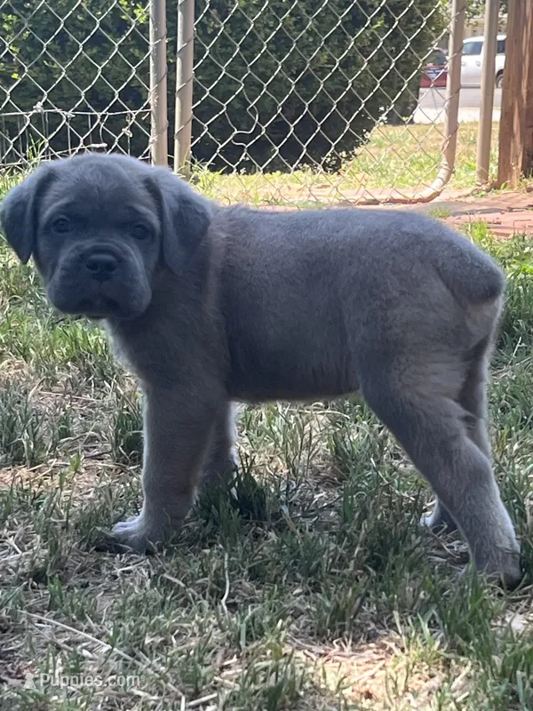 Red  – Cane Corso puppy for sale in Hillsborough, NC