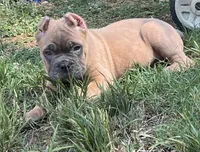 Mr Black , a male Cane Corso for sale in Hillsborough, NC – 8 of 10