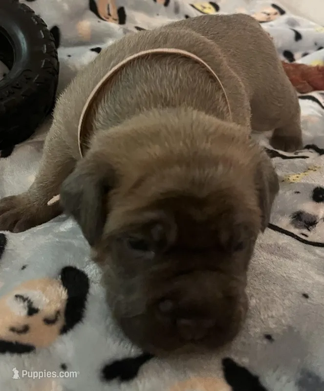Pink – Cane Corso puppy for sale in Hillsborough, NC