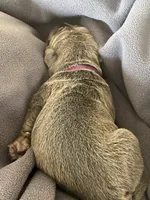 Pink, a female Cane Corso for sale in Hillsborough, NC – Photo 3 of 3