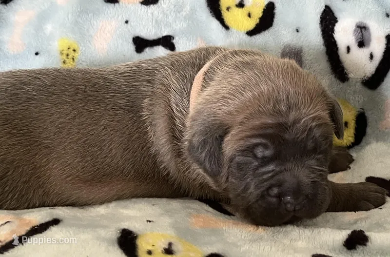 Pink – Cane Corso puppy for sale in Hillsborough, NC