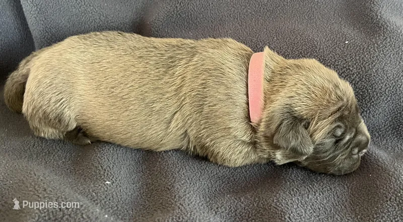Pink – Cane Corso puppy for sale in Hillsborough, NC