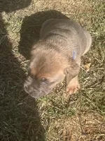 Blue , a male Cane Corso for sale in Hillsborough, NC – 2 of 4