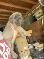 Hot pink, a female Cane Corso for sale in Hillsborough, NC – 5 of 8