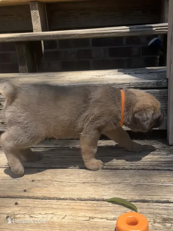 Orange – Cane Corso puppy for sale in Hillsborough, NC