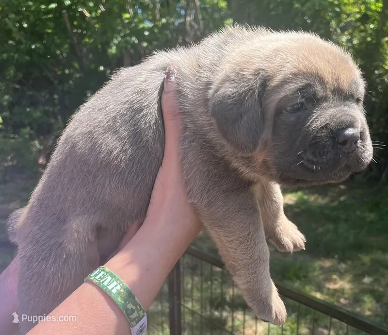 Orange – Cane Corso puppy for sale in Hillsborough, NC