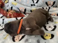 Orange, a  Cane Corso for sale in Hillsborough, NC – Photo 3 of 4