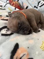 Orange, a  Cane Corso for sale in Hillsborough, NC – Photo 4 of 4