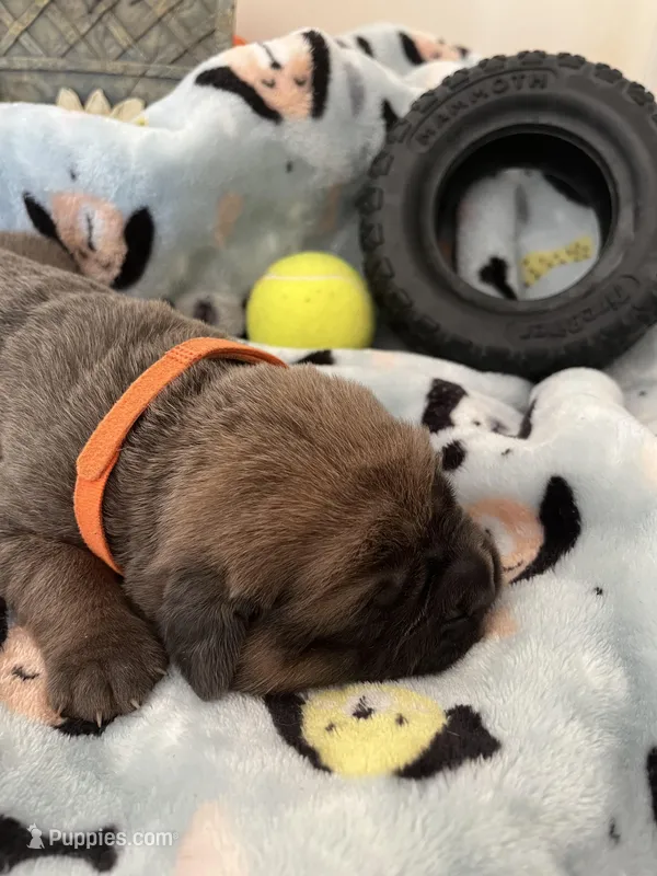 Orange – Cane Corso puppy for sale in Hillsborough, NC