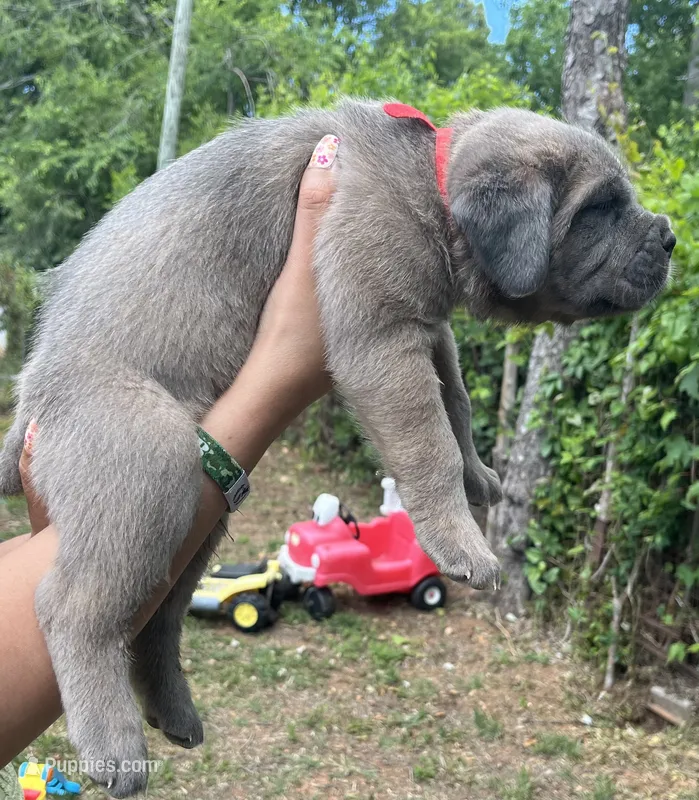 Red  – Cane Corso puppy for sale in Hillsborough, NC