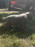 Blue , a male Cane Corso for sale in Hillsborough, NC – 4 of 4