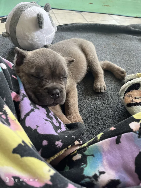 Green  – Cane Corso puppy for sale in Hillsborough, NC