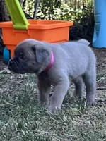 Hot pink, a female Cane Corso for sale in Hillsborough, NC – 4 of 8
