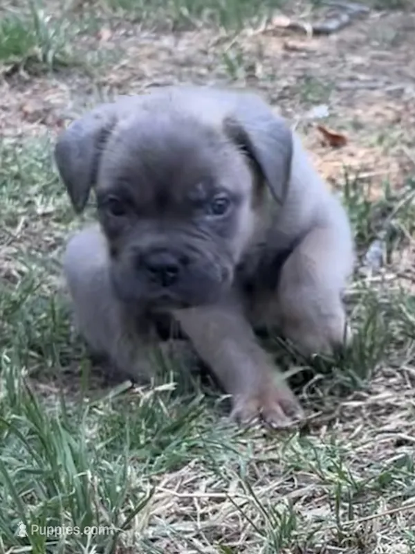 Green  – Cane Corso puppy for sale in Hillsborough, NC