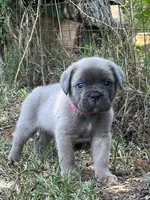 Hot pink, a female Cane Corso for sale in Hillsborough, NC – 7 of 8