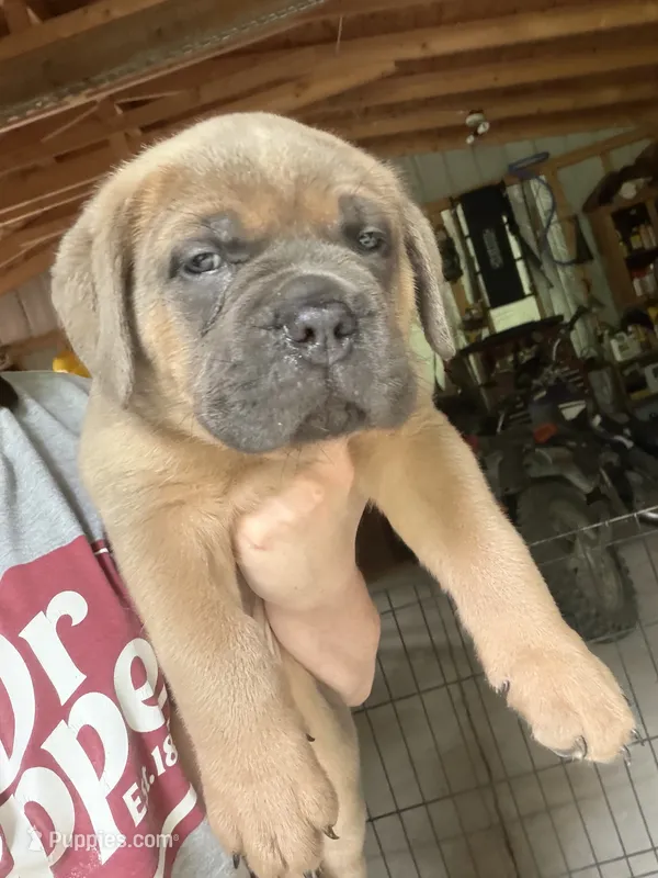 Blue  – Cane Corso puppy for sale in Hillsborough, NC