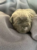 Purple, a  Cane Corso for sale in Hillsborough, NC – Photo 1 of 3