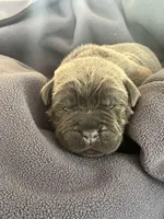 Purple, a  Cane Corso for sale in Hillsborough, NC – Photo 2 of 3