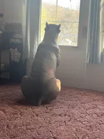 Cane Corso puppy ICCF registered, a  Cane Corso for sale in Hillsborough, NC – Photo 4 of 5