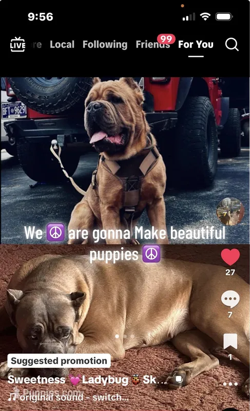 Cane Corso puppy ICCF registered, a  Cane Corso for sale in Hillsborough, NC – Photo 1 of 5