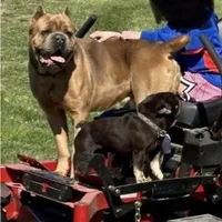 Cane Corso puppy ICCF registered, a  Cane Corso for sale in Hillsborough, NC – Photo 5 of 5