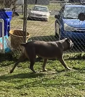 Cane Corso puppy ICCF registered, a  Cane Corso for sale in Hillsborough, NC – Photo 3 of 5