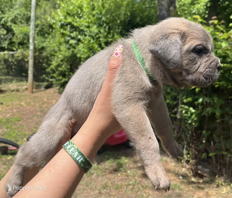 Green  – Cane Corso puppy for sale in Hillsborough, NC