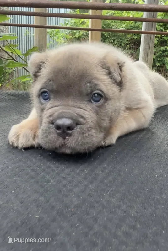 Hot pink – Cane Corso puppy for sale in Hillsborough, NC
