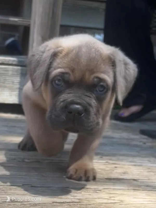 Blue  – Cane Corso puppy for sale in Hillsborough, NC