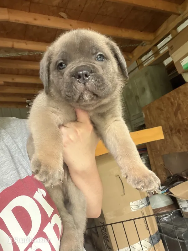 Hot pink – Cane Corso puppy for sale in Hillsborough, NC