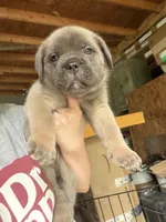 Hot pink, a female Cane Corso for sale in Hillsborough, NC – 3 of 8