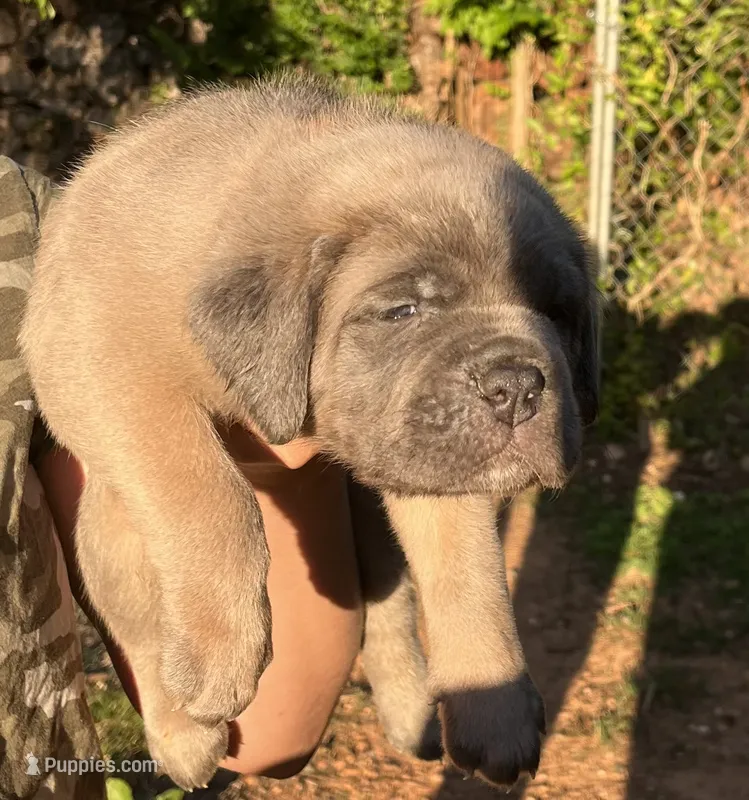 Red  – Cane Corso puppy for sale in Hillsborough, NC